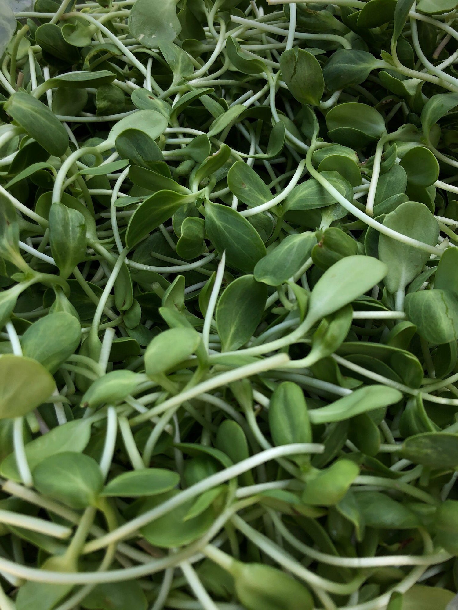 Microgreens