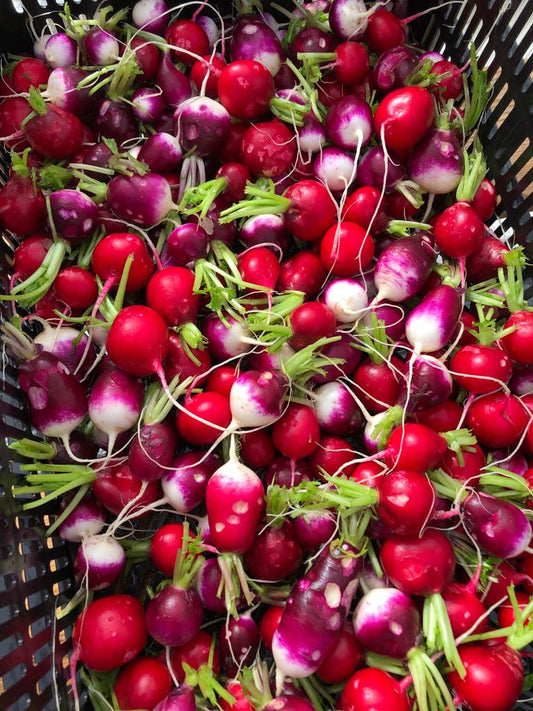 Radishes